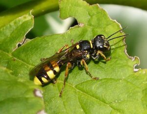 Why Are Bees So Important for Our Planet?