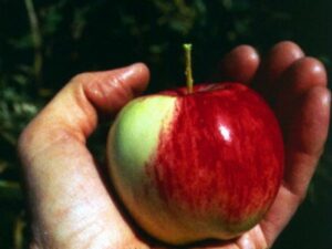 Who Discovered Gravity? (And Was It Really an Apple?)