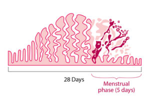 Periods Explained: What You Need to Know