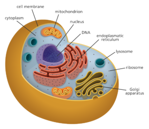 What’s Inside a Cell? (Meet the DNA Holder!)