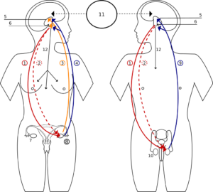 Puberty 101: What’s Happening to My Body?